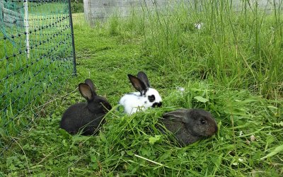 Unsere Hasen - manchmal auch im Freilaufgehege