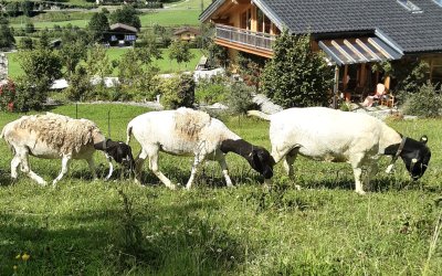 Schafe im Obstgarten
