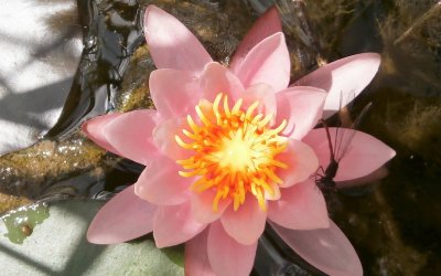 Seerose im Teich