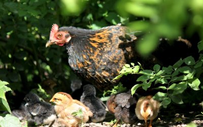Steinhuhn mit Küken