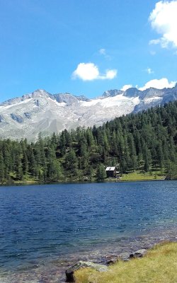 Reedsee