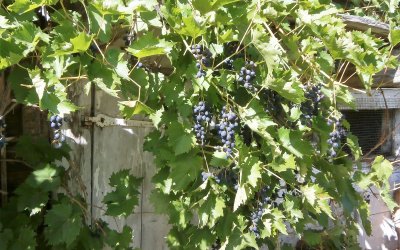 Wein an der Stallwand