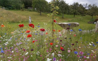 Wildblumenwiese