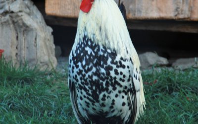 Der stolze Hahn Napoleon