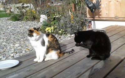 Katzen